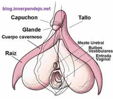 Esquema del clítoris