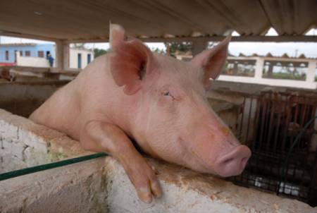 Crianza de cerdo