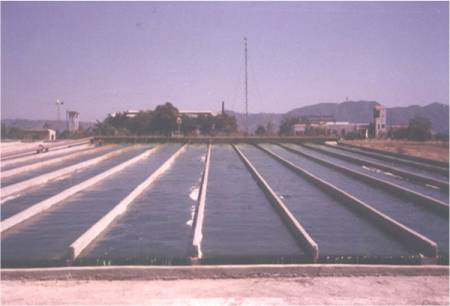 Instalación para el cultivo masivo de Chlorella vulgaris