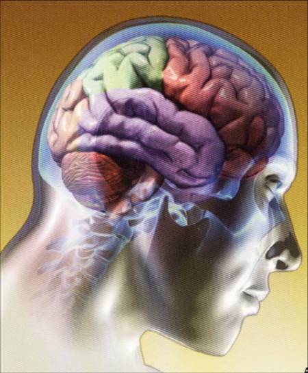 Cerebro humano