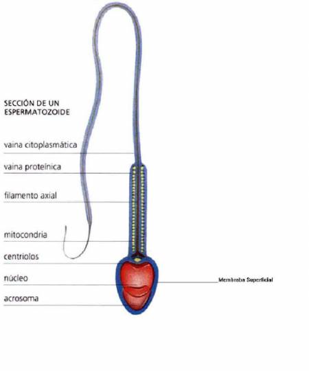 Espermatozoide