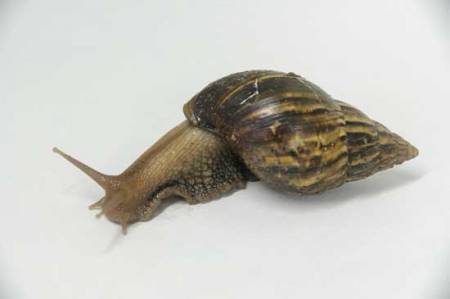 Caracol africano