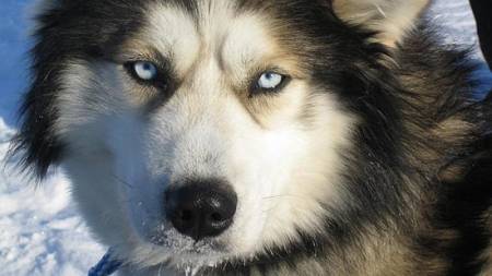 El bisabuelo de lobos y perros