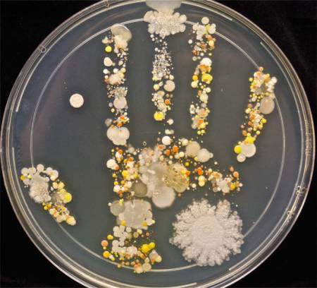 Microorganismos en las manos