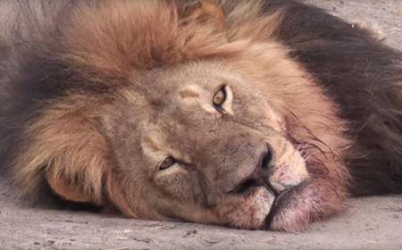 Justicia para el león más amado de Zimbabwe