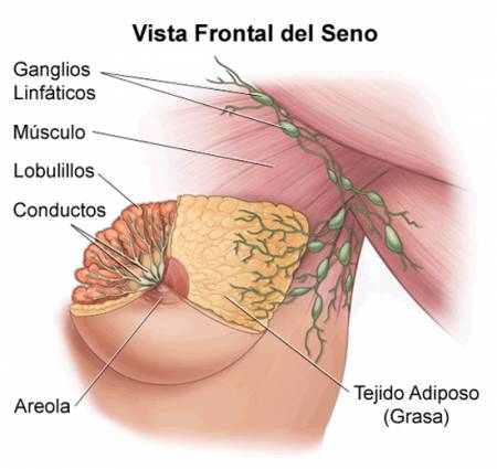Vista frontal del seno