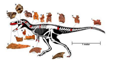 Timurlengia, el primo cercano del T-Rex