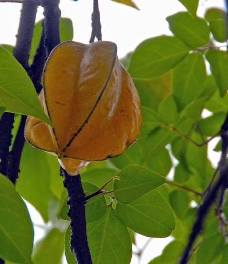 Fruta de apariencia estrellada