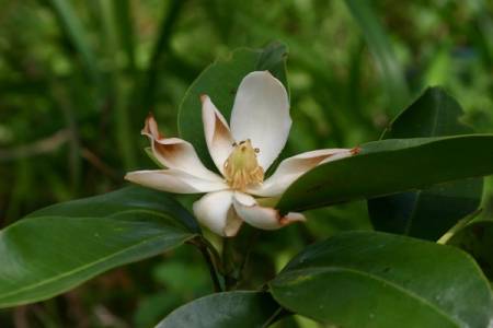 Magnolia cubensis subsp. Acunae