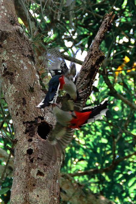 Naturaleza