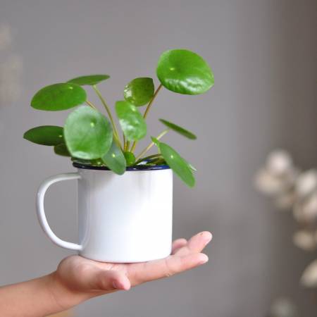 Pilea peperomioides.