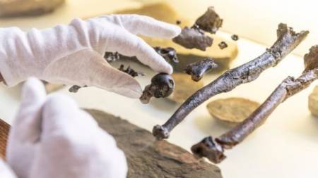 Huesos de simios descubiertos en Bavaria