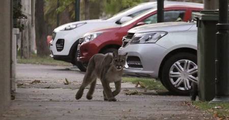 En Santiago de Chile se han avistado pumas en las calles