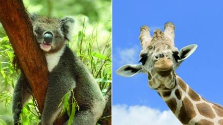 Koala y jirafa