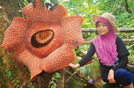 La Rafflesia Arnoldo es la flor más grande del mundo