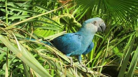 Guacamayo de Spix