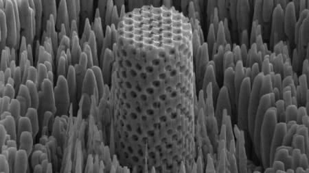 Muestra microscópica de madera metálica.