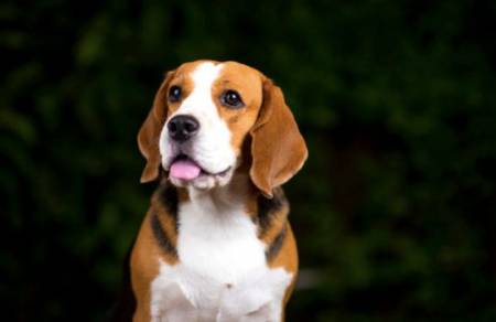 Beagle