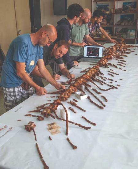 El equipo de paleontólogos dirigidos por  Nizar Ibrahim analiza cada detalle de la cola de varios metros de largo para poder ¨resucitar¨ al Spinosaurus