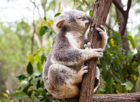 Los koalas lamen los árboles pues los necesitan para su hidratación.