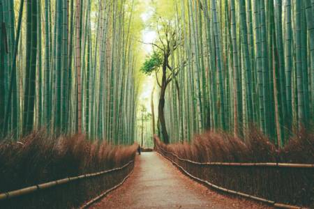 bosque de bambú de Arashiyama