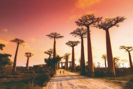 Baobabs