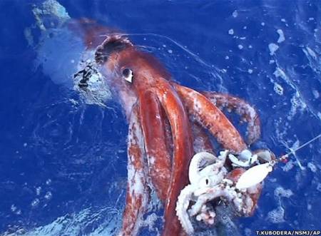 Calamar gigante