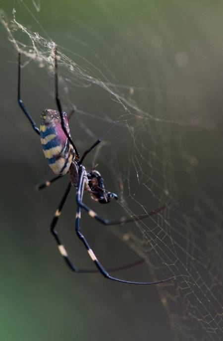 Araña