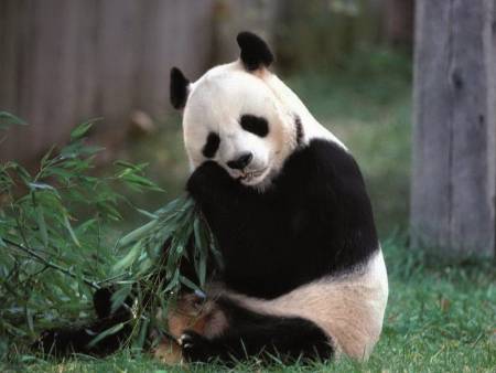 El oso panda