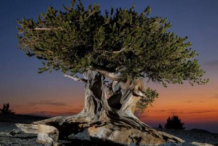 El pino bristlecone