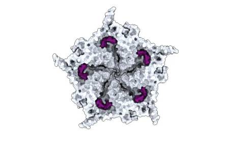 Virus biológico