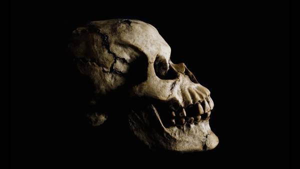 Cráneo humano