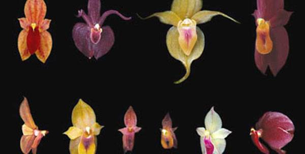 Descubren orquídea más pequeña del mundo con 2,1 milímetros - Juventud  Rebelde - Diario de la juventud cubana